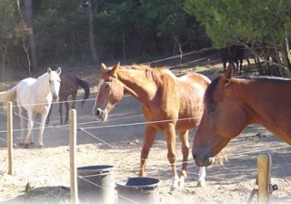  Equitación Stes Maries de la mer